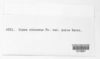 Irpex lacteus image